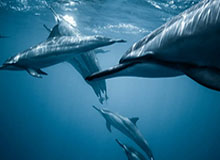 皇马官宣阿韦洛亚出任一队主帅 执教时长未披露